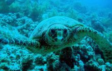 Safari St. Johns + Wraki - maj 2007