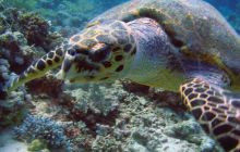 Safari St. Johns + Wraki - maj 2007