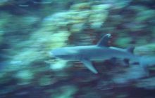 Safari St. Johns + Wraki - maj 2007