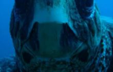 Safari St. Johns + Wraki - maj 2007