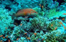 Safari St. Johns + Wraki - maj 2007