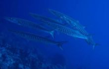 Safari St. Johns + Wraki - maj 2007