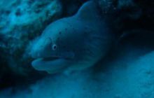 Safari St. Johns + Wraki - maj 2007