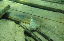 Safari St. Johns + Wraki - maj 2007