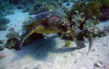 Safari St. Johns + Wraki - maj 2007