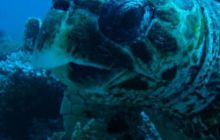 Safari St. Johns + Wraki - maj 2007