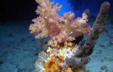 Safari St. Johns + Wraki - maj 2007