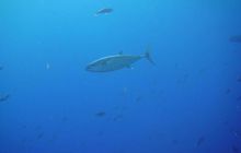 Safari St. Johns + Wraki - maj 2007