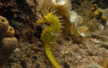 Chorwacja - sierpień 2007