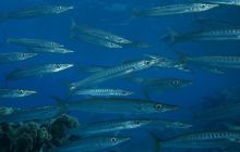 Safari wraki - październik 2007