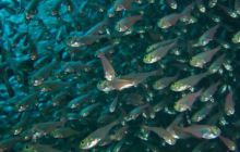 Safari wraki - październik 2007