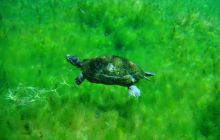 Meksyk, Belize, Gwatemala - marzec 2008