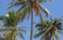 Meksyk, Belize, Gwatemala - marzec 2008