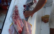 Meksyk, Belize, Gwatemala - marzec 2008