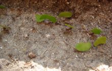 Meksyk, Belize, Gwatemala - marzec 2008