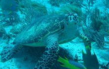 Meksyk, Belize, Gwatemala - marzec 2008