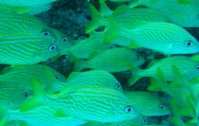 Meksyk, Belize, Gwatemala - marzec 2008