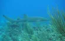 Meksyk, Belize, Gwatemala - marzec 2008