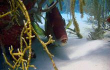 Meksyk, Belize, Gwatemala - marzec 2008