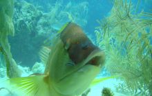 Meksyk, Belize, Gwatemala - marzec 2008