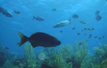 Meksyk, Belize, Gwatemala - marzec 2008