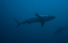 Meksyk, Belize, Gwatemala - marzec 2008