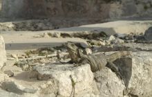 Meksyk, Belize, Gwatemala - marzec 2008