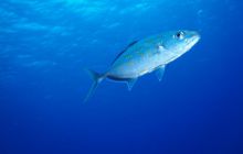 Zabargan, Rocky Island i St Johns - kwiecień 2008