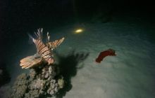 Zabargan, Rocky Island i St Johns - kwiecień 2008