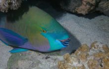 Zabargan, Rocky Island i St Johns - kwiecień 2008