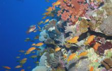 Zabargan, Rocky Island i St Johns - kwiecień 2008