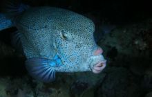 Zabargan, Rocky Island i St Johns - kwiecień 2008