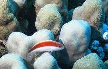 Zabargan, Rocky Island i St Johns - kwiecień 2008