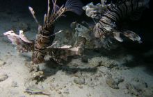 Zabargan, Rocky Island i St Johns - kwiecień 2008