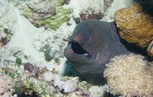 Zabargan, Rocky Island i St Johns - kwiecień 2008