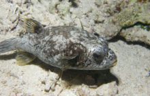 Zabargan, Rocky Island i St Johns - kwiecień 2008