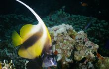 Zabargan, Rocky Island i St Johns - kwiecień 2008