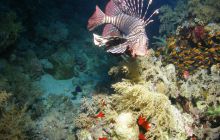 Zabargan, Rocky Island i St Johns - kwiecień 2008