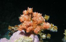 Zabargan, Rocky Island i St Johns - kwiecień 2008