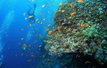 Zabargan, Rocky Island i St Johns - kwiecień 2008