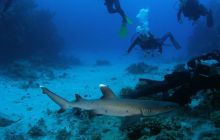 Zabargan, Rocky Island i St Johns - kwiecień 2008