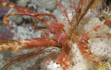 Zabargan, Rocky Island i St Johns - kwiecień 2008