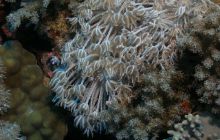 Zabargan, Rocky Island i St Johns - kwiecień 2008