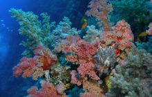 Zabargan, Rocky Island i St Johns - kwiecień 2008