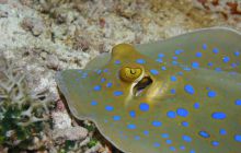 Zabargan, Rocky Island i St Johns - kwiecień 2008