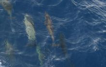 Zabargan, Rocky Island i St Johns - kwiecień 2008