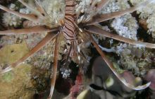 Zabargan, Rocky Island i St Johns - kwiecień 2008