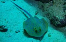 Zabargan, Rocky Island i St Johns - kwiecień 2008