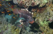 Zabargan, Rocky Island i St Johns - kwiecień 2008