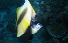 Zabargan, Rocky Island i St Johns - kwiecień 2008